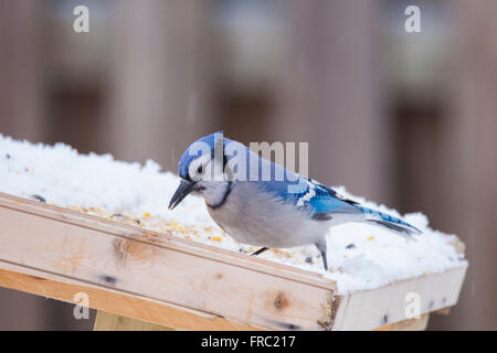 American blue jay (cyanocitta cristata) in inverno Foto Stock