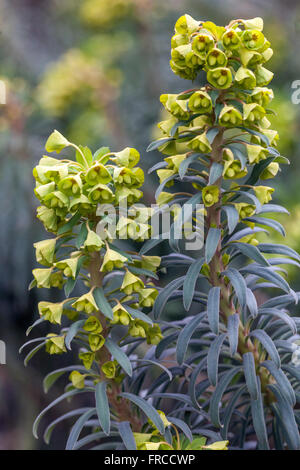 Euphorbia characias subsp. wulfenii, euforbia mediterranea in primavera Foto Stock