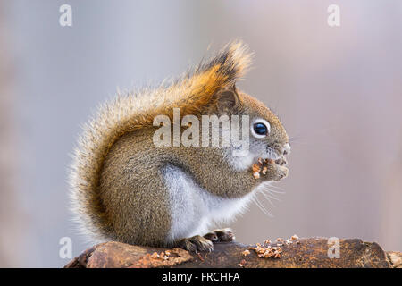 American scoiattolo rosso in autunno la luce (Tamiasciurus hudsonicus) Foto Stock