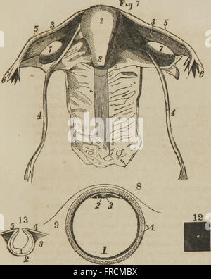 Consulente Medico e il matrimonio guida - in rappresentanza di tutte le malattie degli organi genitali del maschio e femmina (1864) Foto Stock