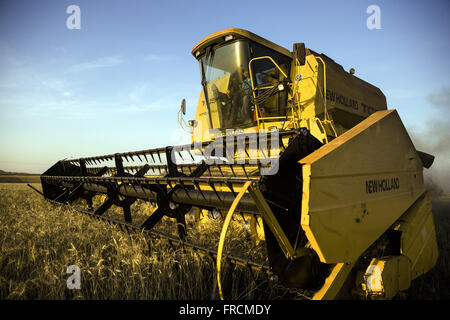 Colheita mecanizada de trigo na zona rural Foto Stock