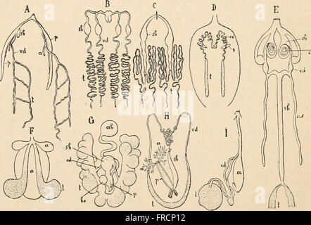 Libro di testo di anatomia comparata (1898) Foto Stock