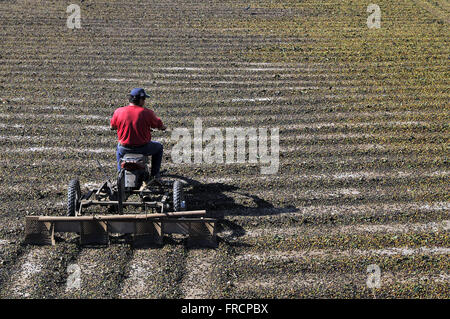 L'agricoltore utilizza moto stradali con atto a rotolare a terra i chicchi di caffè - Distretto di petunia Foto Stock