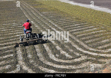 L'agricoltore utilizza moto stradali con atto a rotolare a terra i chicchi di caffè - Distretto di petunia Foto Stock