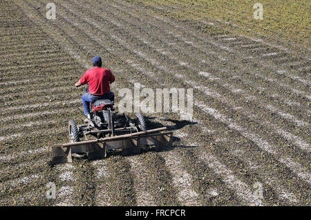 L'agricoltore utilizza moto stradali con atto a rotolare a terra i chicchi di caffè - Distretto di petunia Foto Stock