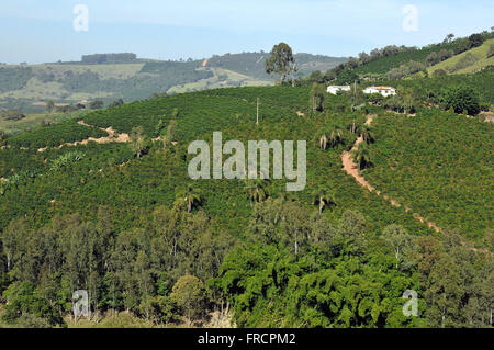 Piantagione di caffè e di alloggiamento nelle zone rurali Foto Stock