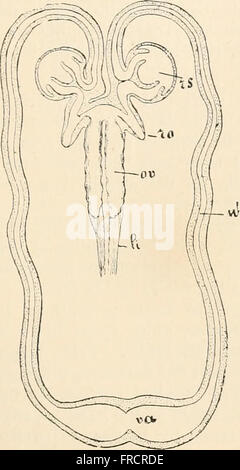 Libro di testo di anatomia comparata (1898) Foto Stock