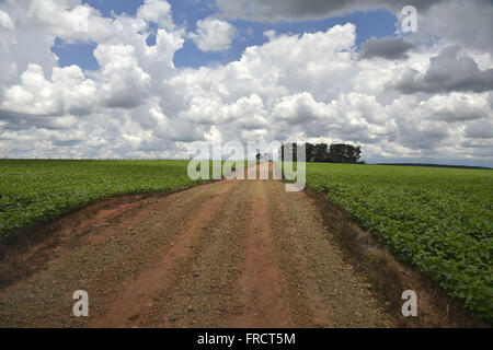 Strada sterrata attraverso il campo di soia in campagna Foto Stock