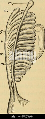 L'evoluzione dell'uomo - un popolare esposizione dei punti principali di umana ontogenesi e filogenesi (1879) Foto Stock