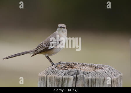 Northern Mockingbird maschio maturo appollaiato sul post. Sfondo chiaro Foto Stock