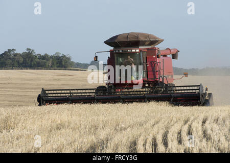 Colheita mecanizada de trigo Foto Stock