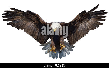 Bald eagle landing mano disegnare e dipingere su sfondo bianco illustrazione. Foto Stock