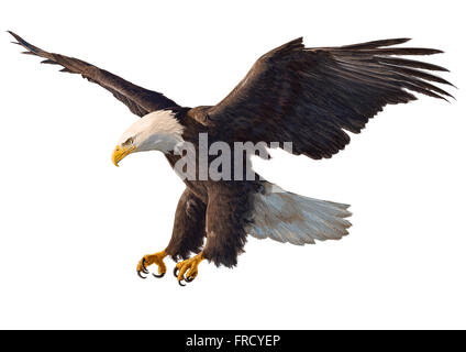 Aquila calva swoop mano disegnare e dipingere su sfondo bianco illustrazione. Foto Stock