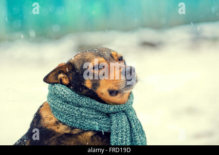 Ritratto di un cane con sciarpa lavorata a maglia legata intorno al collo a piedi nella bufera di neve Foto Stock