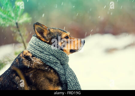 Ritratto di un cane con sciarpa lavorata a maglia legata intorno al collo a piedi nella bufera di neve Foto Stock