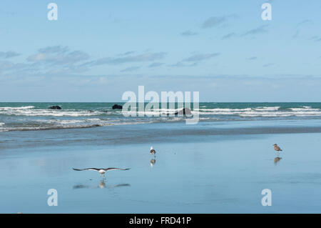 Gabbiani sulla spiaggia di costa, Sumner Beach, Sumner, Christchurch, regione di Canterbury, Isola del Sud, Nuova Zelanda Foto Stock