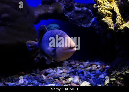 Un blackspotted puffer (Arothron nigropunctatus) noto anche come il cane di fronte-puffer, un tropicale pesci marini trovati in acque tropicali dell'Oceano Indiano per le isole centrali dell'Oceano Pacifico Foto Stock