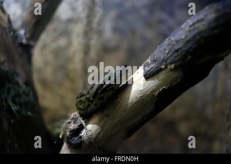 Un verde anaconda ( Eunectes murinus ) noto anche come il comune anaconda e acqua boa, un non-boa velenosi delle specie che si trovano in Sud America Foto Stock