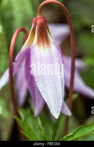 Erythronium dens-canis nome comune del cane-dente-viola o dogtooth viola Foto Stock