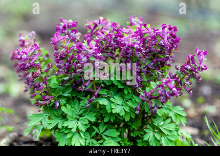 Fumewort Corydalis solida Foto Stock