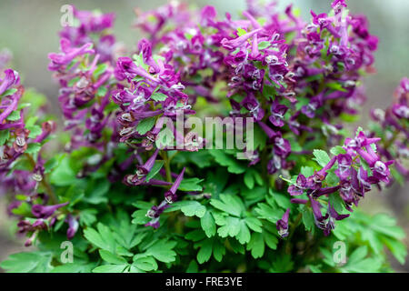 Fumewort Corydalis solida Foto Stock