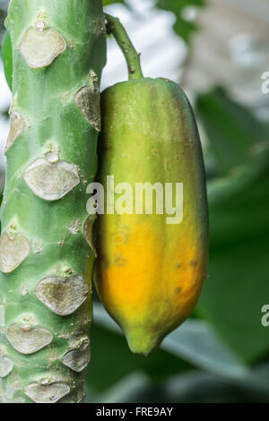 Acerbi Papaya frutto sull'albero. Foto Stock