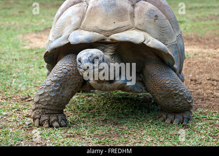 Tartaruga gigante di Aldabra (Aldabrachelys gigantea), prigionieri La Vanille Crocodile Park, Riviere des Anguilles, Mauritius Foto Stock