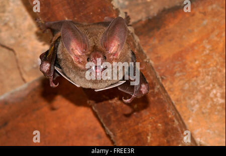 Fringe a labbro bat (Trachops cirrhosus), Pantanal, Mato Grosso, Braslien Foto Stock