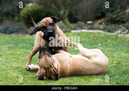 Due giovani donne di Fila brasileiro (brasiliano Mastiff) giocando outdoor su erba verde Foto Stock