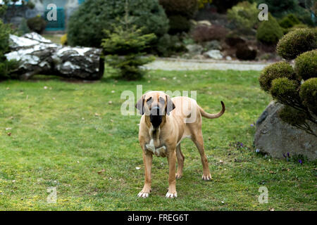 Un anno di età femmina della Fila brasileiro (brasiliano Mastiff) Foto Stock