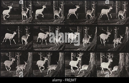 Eadweard Muybridge - Locomozione animale, la piastra 686 Foto Stock