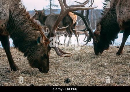 Royal Red Deer buck con corna Foto Stock