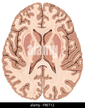 Trasversale-sezione illustrazione del cervello umano Foto Stock