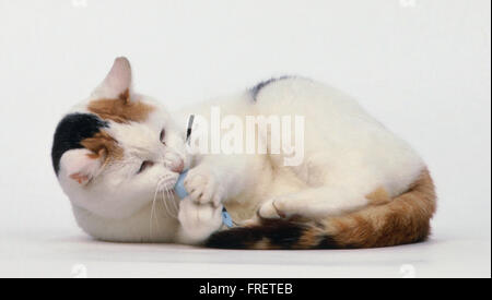 Capelli corti con gatto marrone, bianco e pelo nero gioca con toy Foto Stock