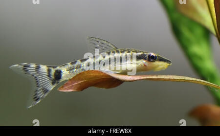 Otocinclus in acquario piantato Foto Stock