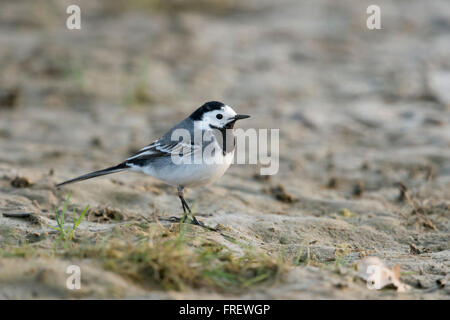 Wagtail / Bachstelze ( Motacilla alba ), uccello adulto seduti per terra nel suo habitat naturale, di una piana di fango. Foto Stock