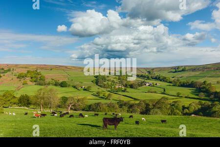 Le mucche pascolano in lussureggianti prati verdi come dawn si rompe su dale a Glaisdale nel cuore del North York Moors National Park. Foto Stock