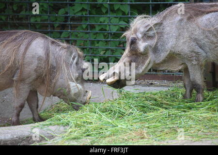 Due facoceri (Phacochoerus africanus) sono mangiare erba. Foto Stock