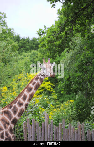 Giraffa Rothschild (Giraffa camelopardalis rothschildi) nella parte anteriore di alberi verdi e la palizzata. Foto Stock