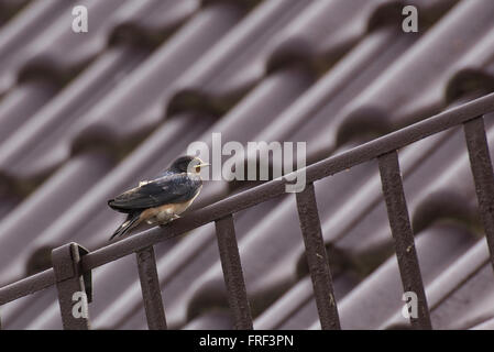 Giovani barn swallow (Hirundo rustica) seduto su un tetto. L'immagine presenta una forte brown un colore rosso. Foto Stock