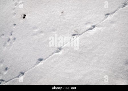 Comune, fagiano Phasianus colchicus, piede e sentieri di coda nella neve Foto Stock