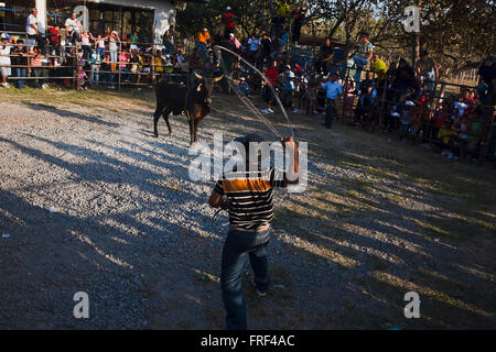 Cowboy tentativi di corda una mucca durante il rodeo a Antón, Panamá Foto Stock