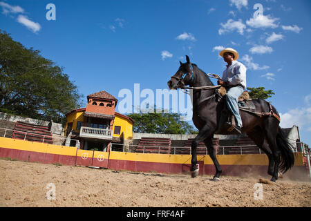 Addestramento cavalli, Penonomé, Panamá Foto Stock