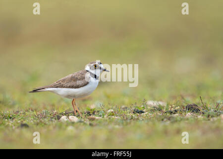 Poco inanellato Plover / Flussregenpfeifer ( Charadrius dubius ), adulti wader bird, nel suo tipico habitat secondario, una bella Foto Stock