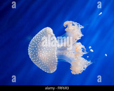 Australian White spotted medusa (Phyllorhiza punctata ) a nuotare in acqua blu Foto Stock