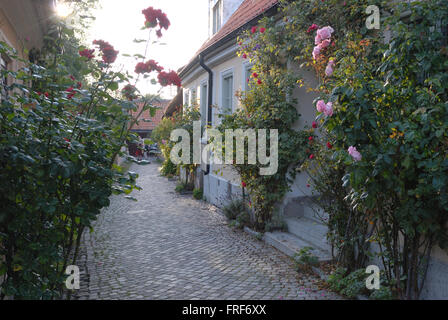 Viking: isola di Gotland. - 05/08/2007 - Europa - qualche arrampicata rosso e rosa roseti decorare un vicolo di Visby. - La Foto Stock