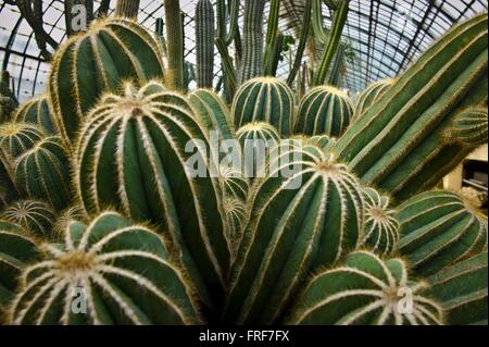 Il Cactus di serre di Auteuil - 25/03/2011 - - Cactus di serre di Auteuil di Parigi - Sylvain Leser / L Foto Stock