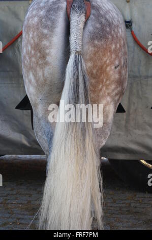 Andalusa di Arte Equestre durante la feria di Jerez de la Frontera. I cavalli della corrida Rejon ( corrida dove il bullfig Foto Stock