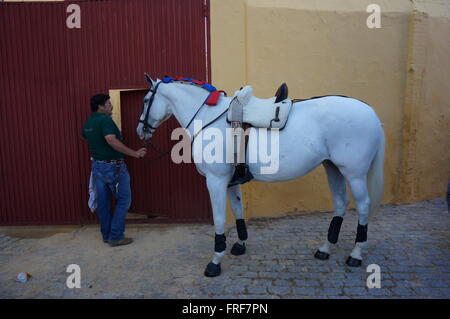 Andalusa di Arte Equestre durante la feria di Jerez de la Frontera. I cavalli della corrida Rejon ( corrida dove il bullfig Foto Stock