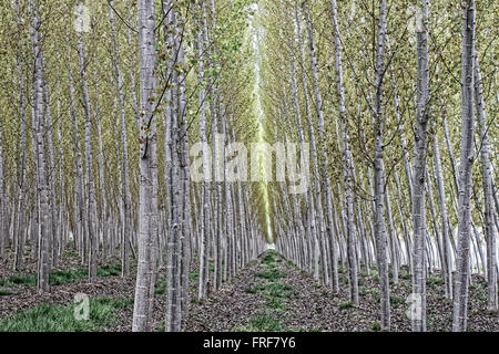 Andalucia,Spagna - 19/04/2012 - Spagna / Andalusia - piantagione di alberi di pioppo vicino a Santa Fe, Granada - Sandrine Huet / L Foto Stock